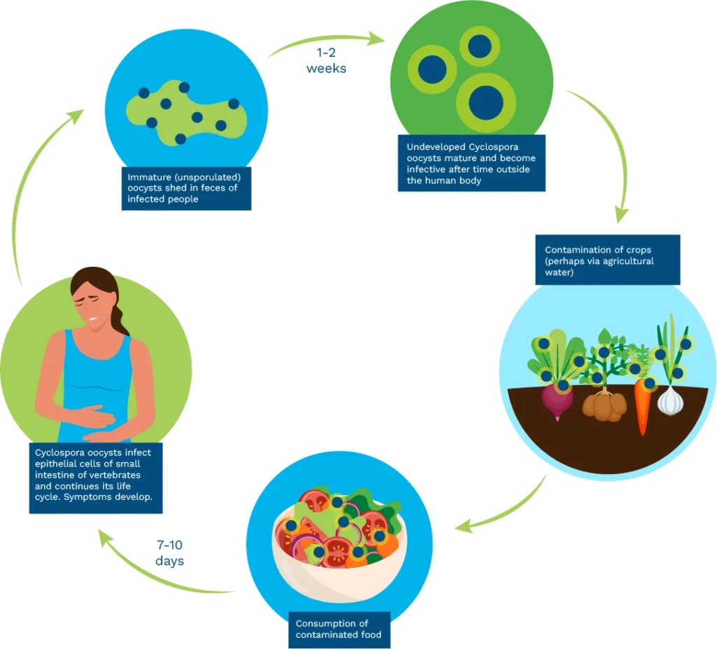 picture of Cyclospora outbreak ,causing Explosive diarrhea, lifecycle shown