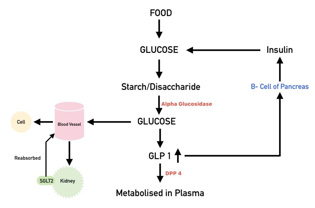 Diabetes Mellitus
Diabetes Medicine